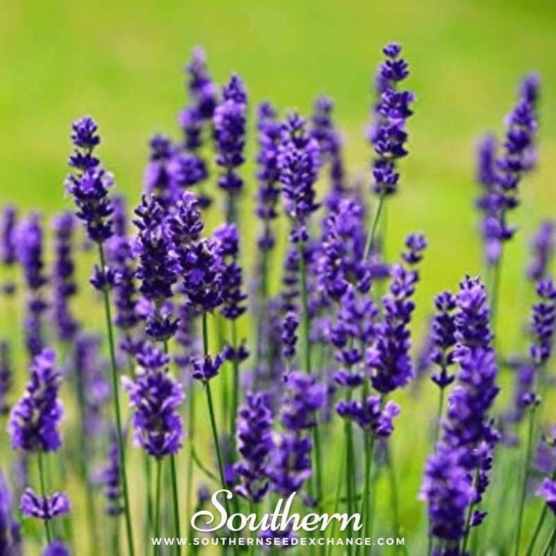 Load image into Gallery viewer, Vera Lavender – 100 Seeds
