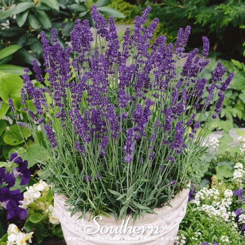 Vera Lavender – 100 Seeds, additional product view 2