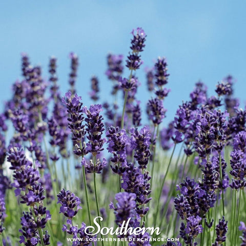 Vera Lavender seeds package, 100 count, GrowTime Garden Supply