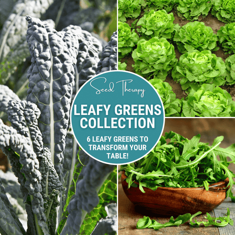 Leafy Greens Seed Collection 6 Varieties