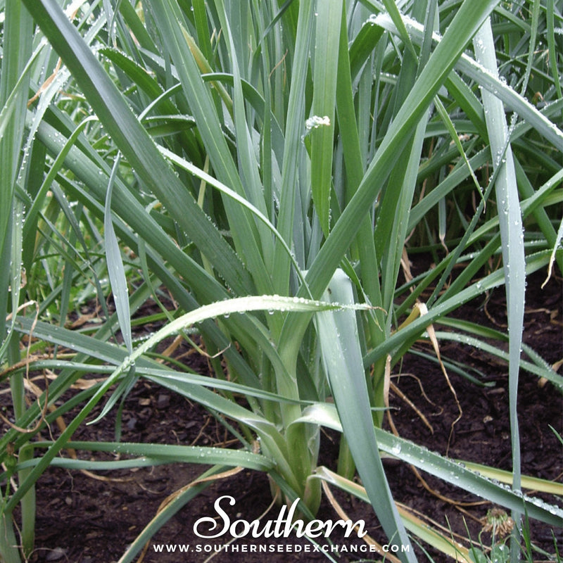 Load image into Gallery viewer, Giant Musselburgh Leek – 200 Seeds
