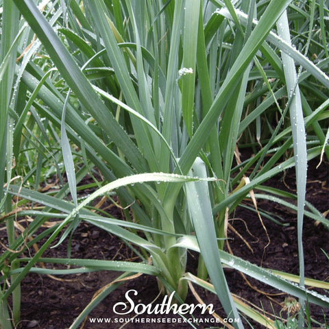 Giant Musselburgh Leek – 200 Seeds, additional product view 2