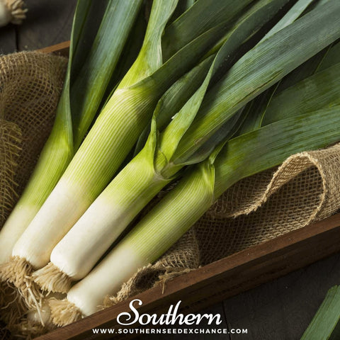 Giant Musselburgh Leek seeds package, 200 count, GrowTime Garden Supply