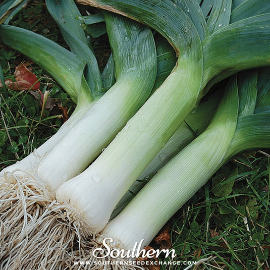 Giant Musselburgh Leek – 200 Seeds