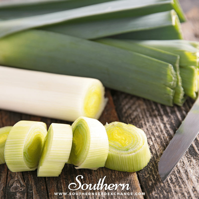 Load image into Gallery viewer, Giant Musselburgh Leek – 200 Seeds
