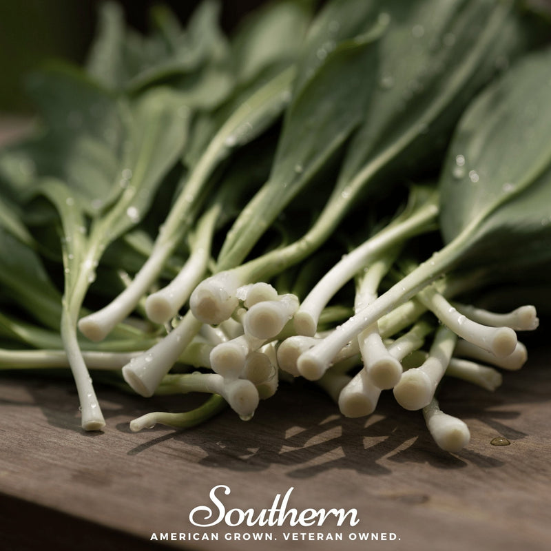 Load image into Gallery viewer, Wild Leek (Ramps) – 10 Seeds
