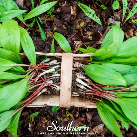 Wild Leek (Ramps) – 10 Seeds, additional product view 2