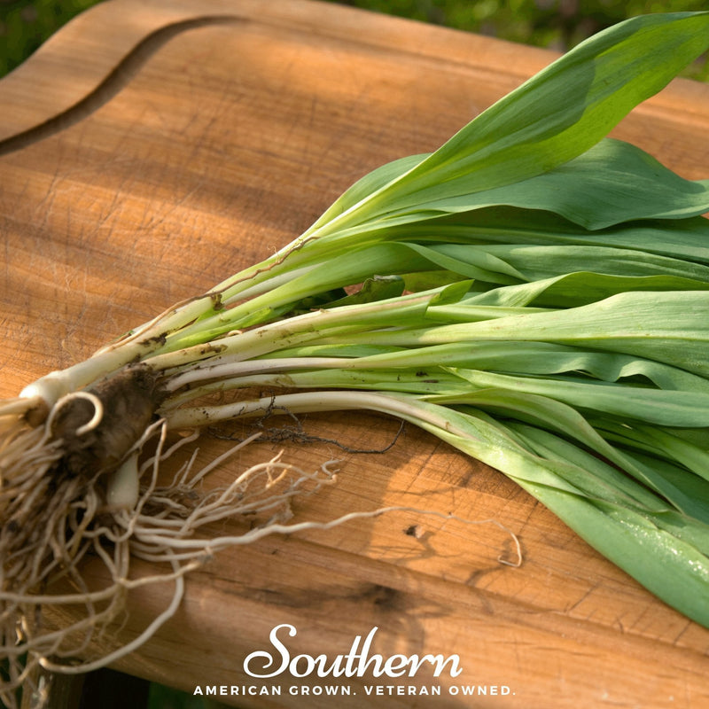 Load image into Gallery viewer, Wild Leek (Ramps) – 10 Seeds
