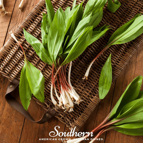 Wild Leek Ramps 10 Seeds