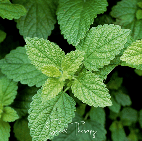 Lemon Balm seeds package, 100 count, GrowTime Garden Supply