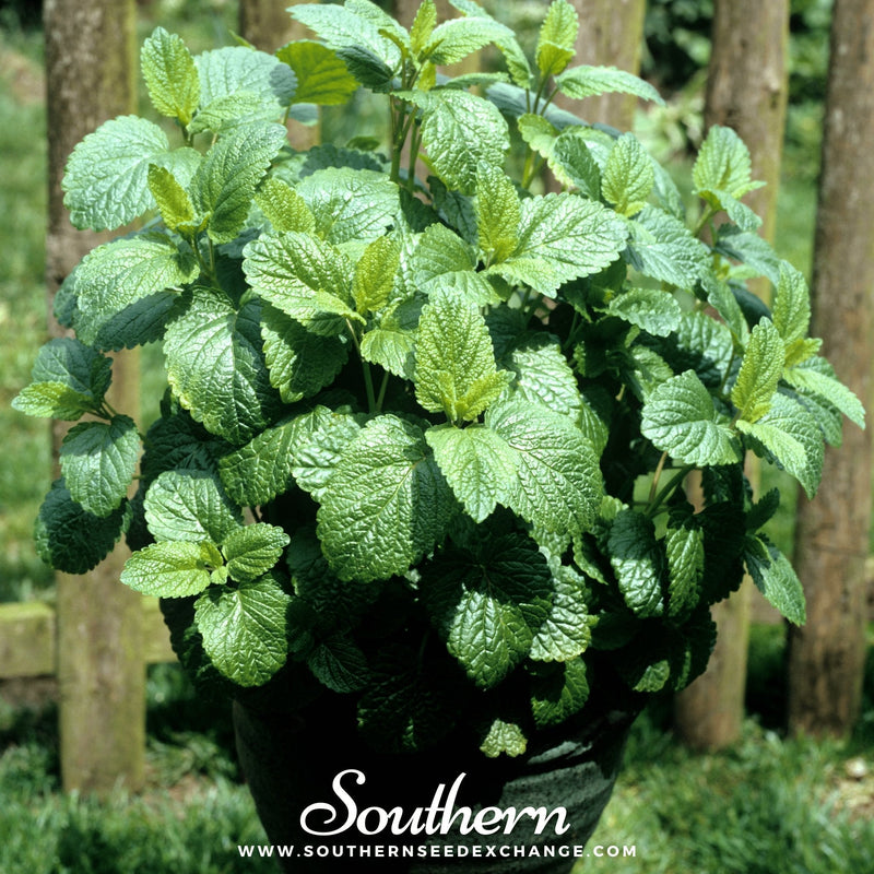 Load image into Gallery viewer, Lemon Balm – 100 Seeds
