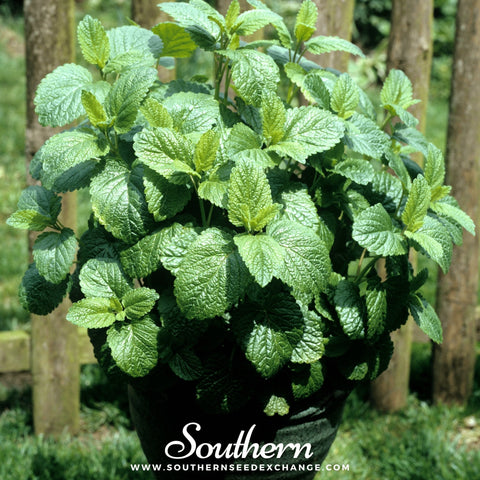 Lemon Balm – 100 Seeds, additional product view 2