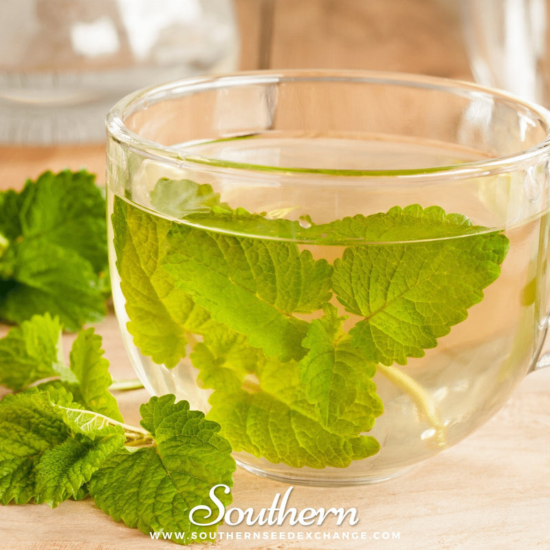 Load image into Gallery viewer, Lemon Balm – 100 Seeds
