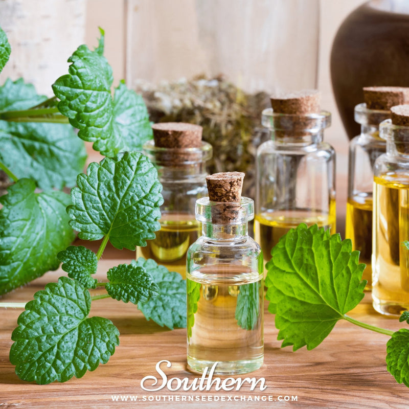 Load image into Gallery viewer, Lemon Balm – 100 Seeds
