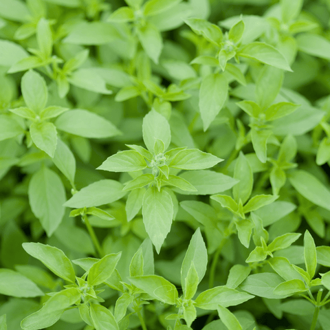 Lemon Basil – 250 Seeds, additional product view 2