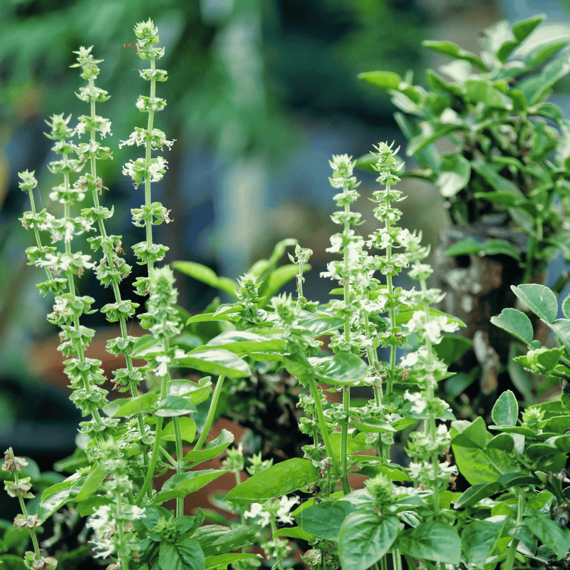 Load image into Gallery viewer, Lemon Basil – 250 Seeds
