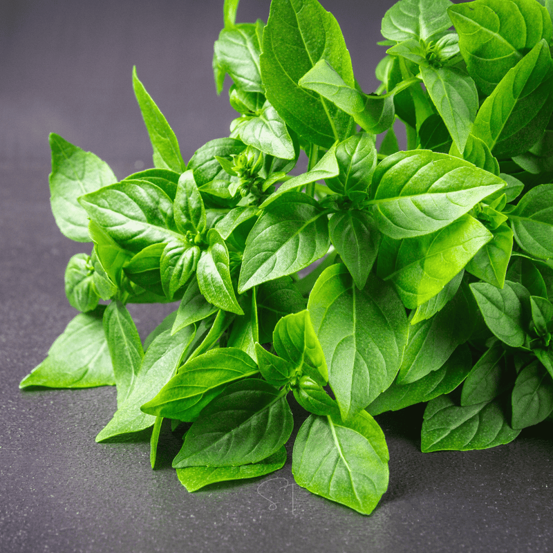 Load image into Gallery viewer, Lemon Basil – 250 Seeds
