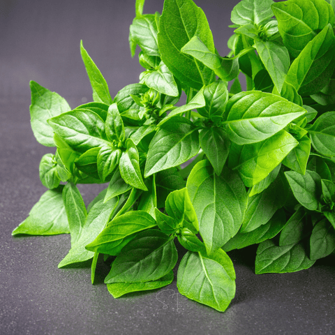 Lemon Basil seeds package, 250 count, GrowTime Garden Supply