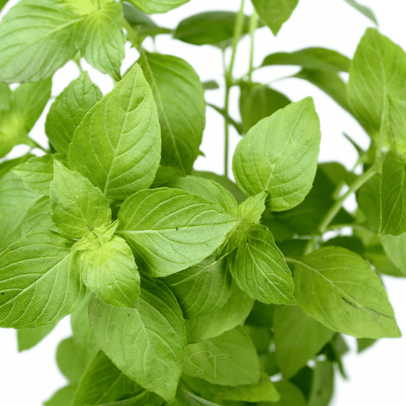 Load image into Gallery viewer, Lemon Basil – 250 Seeds
