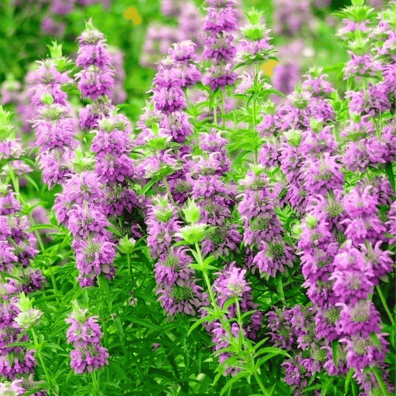 Load image into Gallery viewer, Lemon Bee Balm (Lemon Mint) – 100 Seeds

