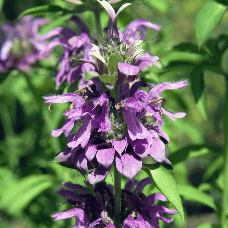 Load image into Gallery viewer, Lemon Bee Balm (Lemon Mint) – 100 Seeds
