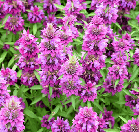 Lemon Bee Balm Lemon Mint seeds package, 100 count, GrowTime Garden Supply
