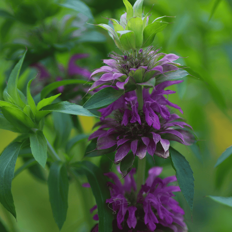 Load image into Gallery viewer, Lemon Bee Balm (Lemon Mint) – 100 Seeds
