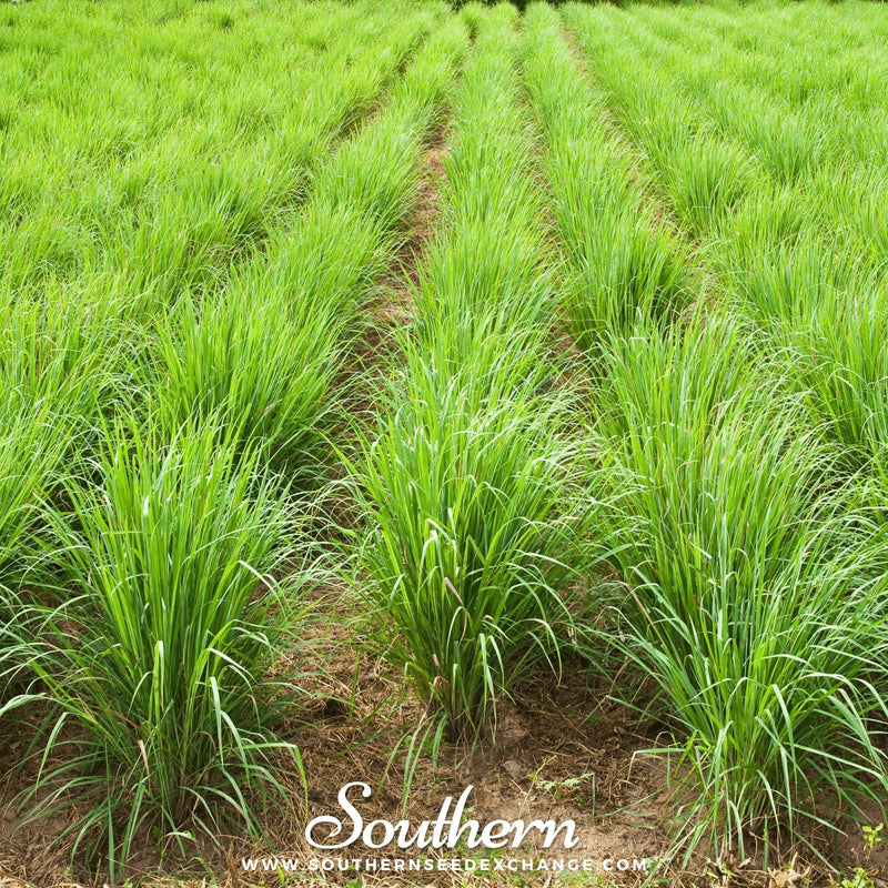 Load image into Gallery viewer, Lemon Grass – 100 Seeds
