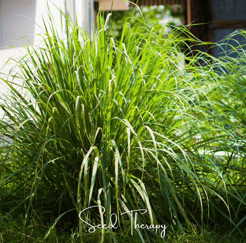 Lemon Grass – 100 Seeds, additional product view 2