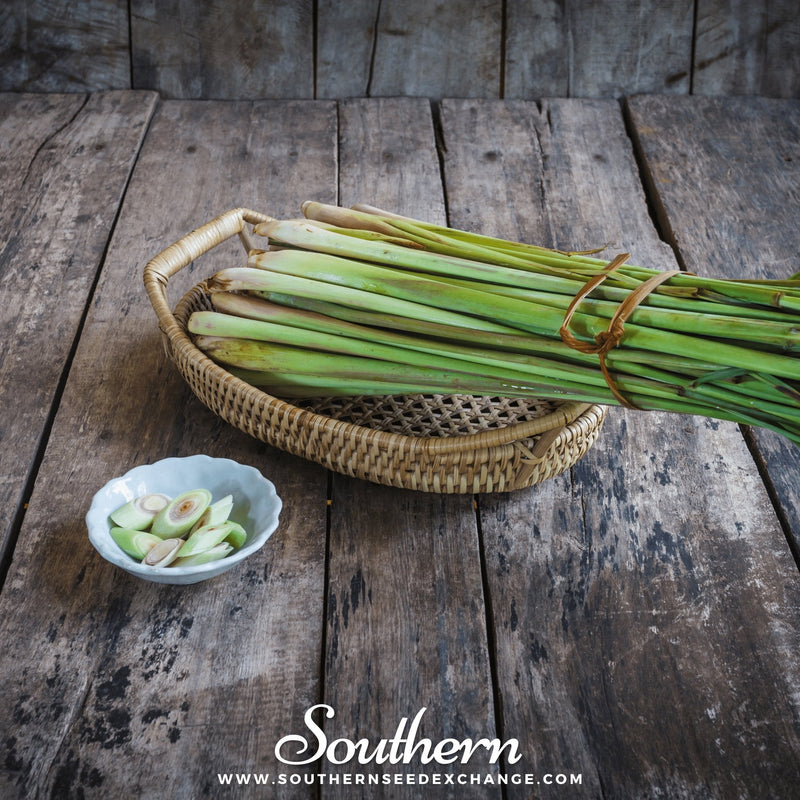 Load image into Gallery viewer, Lemon Grass – 100 Seeds
