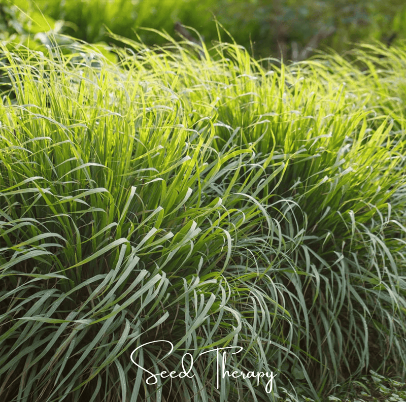 Load image into Gallery viewer, Lemon Grass – 100 Seeds
