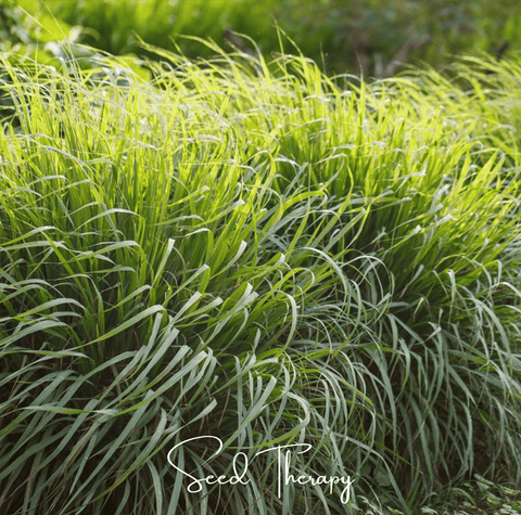 Lemon Grass seeds package, 100 count, GrowTime Garden Supply