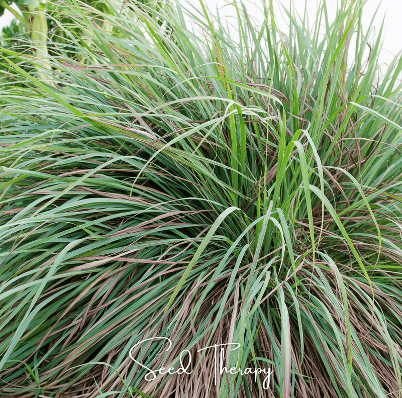 Load image into Gallery viewer, Lemon Grass – 100 Seeds
