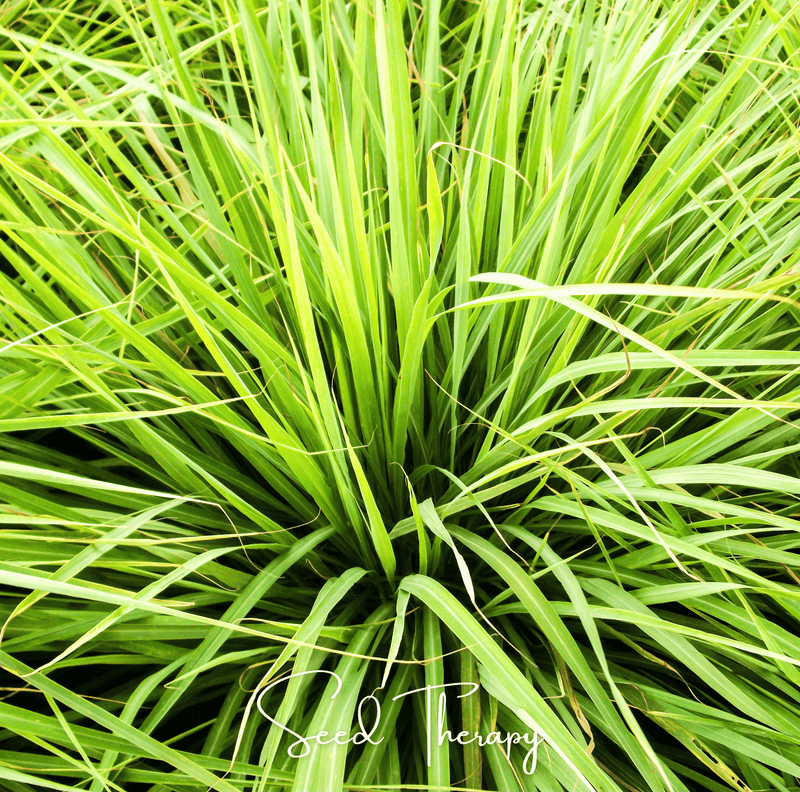 Load image into Gallery viewer, Lemon Grass – 100 Seeds
