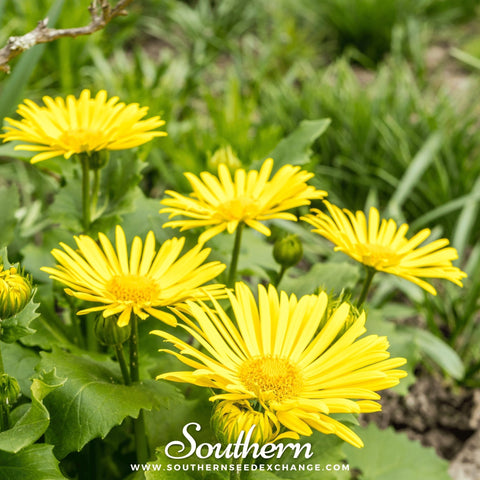 Leopard's Bane seeds package, 50 count, GrowTime Garden Supply