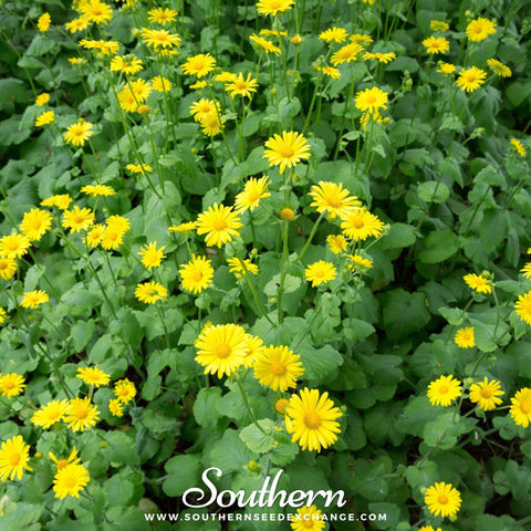 Leopard's Bane – 50 Seeds, additional product view 2