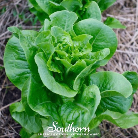 Bibb Summer Lettuce 500 Seeds