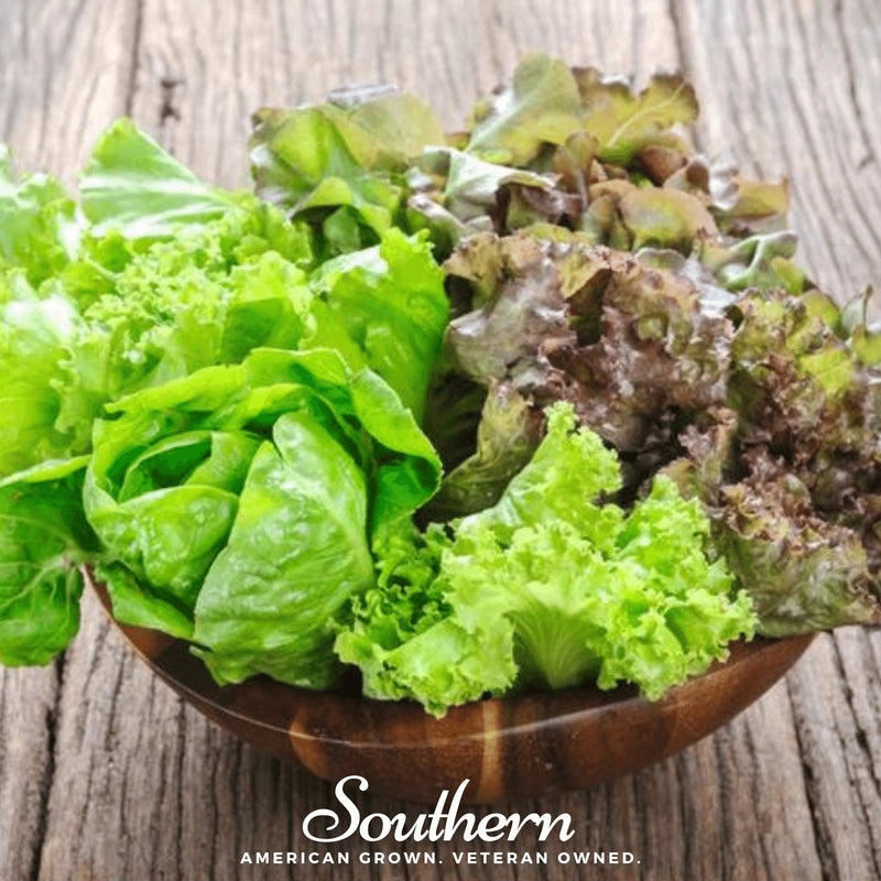 Load image into Gallery viewer, Bibb Summer Lettuce – 500 Seeds

