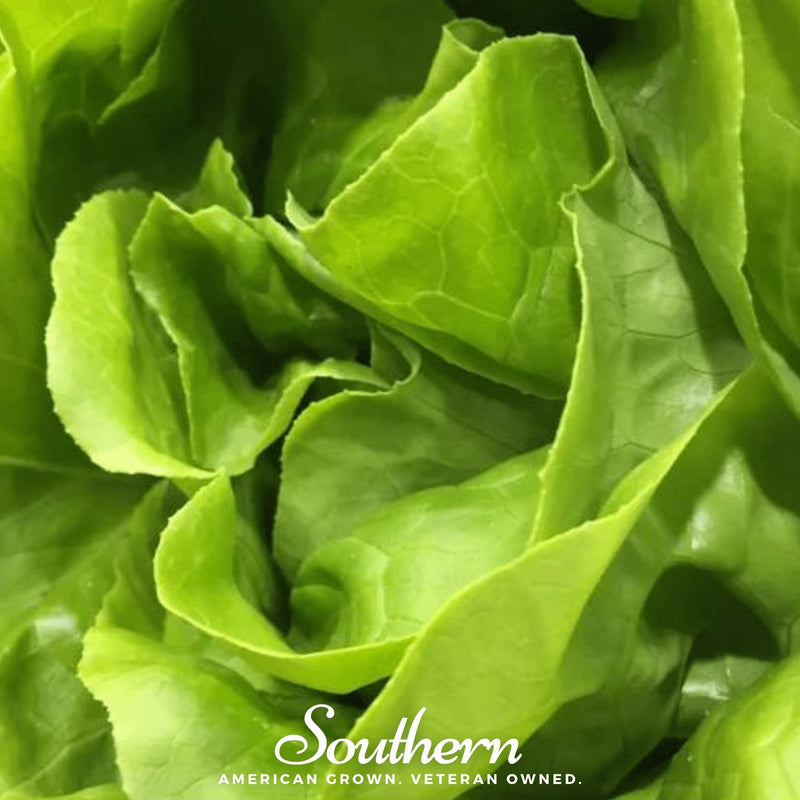 Load image into Gallery viewer, Bibb Summer Lettuce – 500 Seeds
