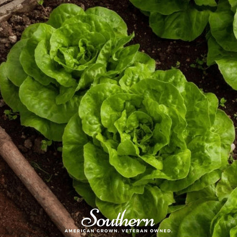 Bibb Summer Lettuce – 500 Seeds, additional product view 2