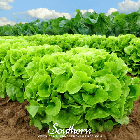 Buttercrunch Lettuce – 500 Seeds, additional product view 2