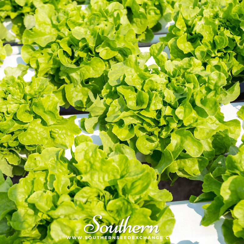 Load image into Gallery viewer, Buttercrunch Lettuce – 500 Seeds
