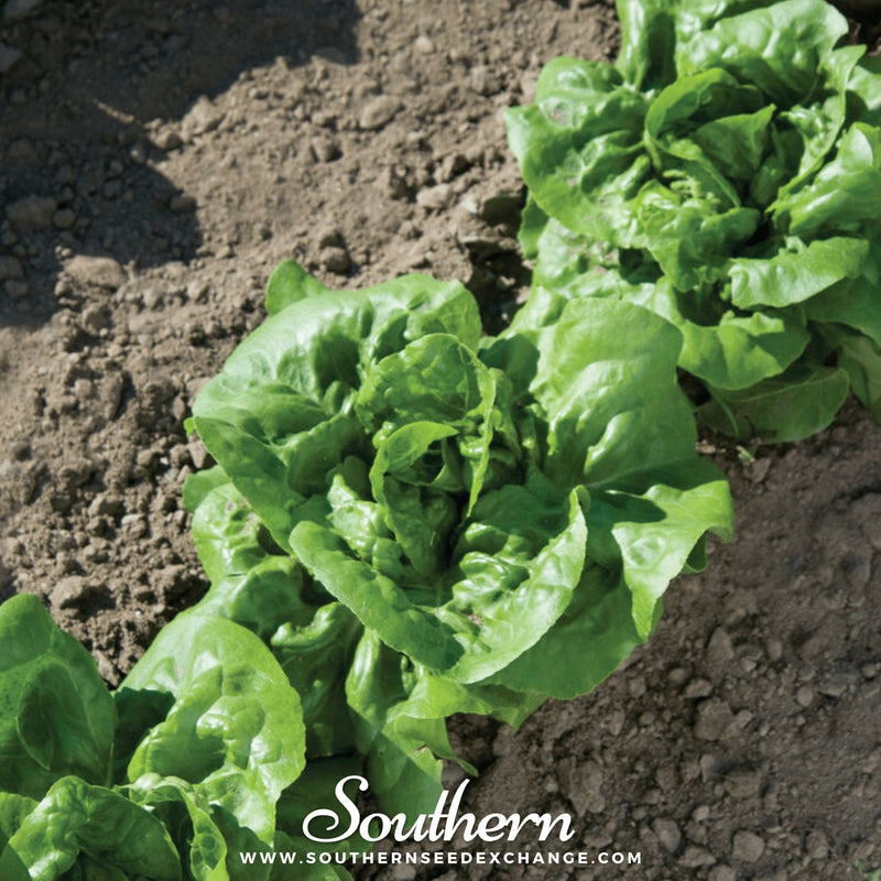 Load image into Gallery viewer, Buttercrunch Lettuce – 500 Seeds
