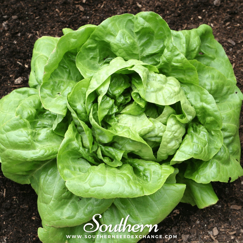 Load image into Gallery viewer, Buttercrunch Lettuce – 500 Seeds
