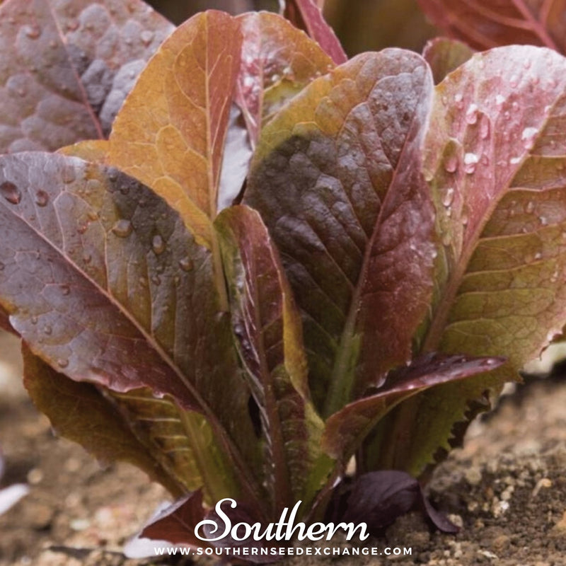 Load image into Gallery viewer, Cimmaron Romaine Lettuce – 200 Seeds
