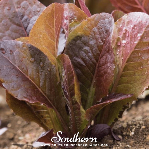 Cimmaron Romaine Lettuce seeds package, 200 count, GrowTime Garden Supply