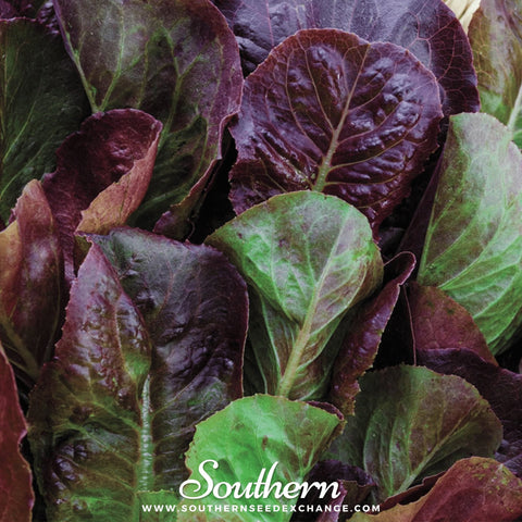 Cimmaron Romaine Lettuce – 200 Seeds, additional product view 2