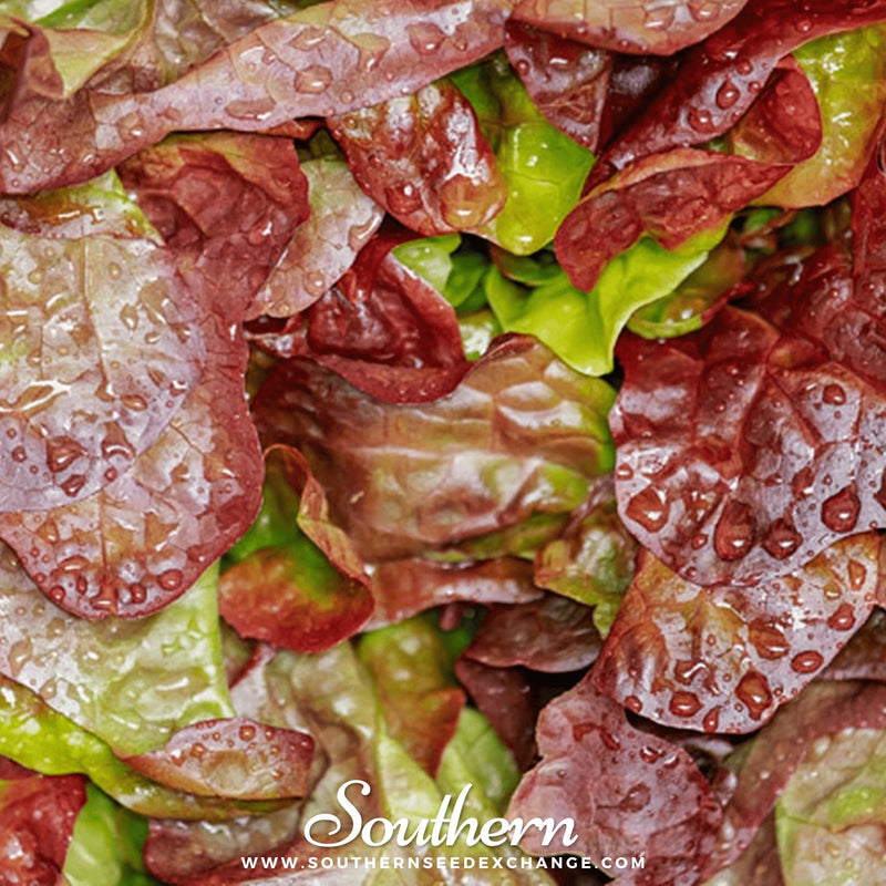 Load image into Gallery viewer, Cimmaron Romaine Lettuce – 200 Seeds
