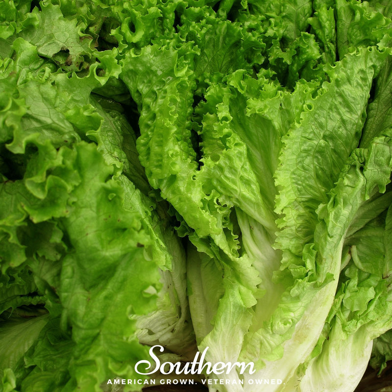 Load image into Gallery viewer, Green Ice Lettuce – 500 Seeds
