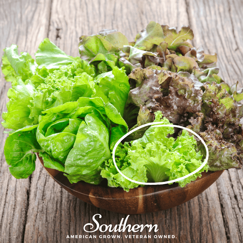 Load image into Gallery viewer, Green Ice Lettuce – 500 Seeds
